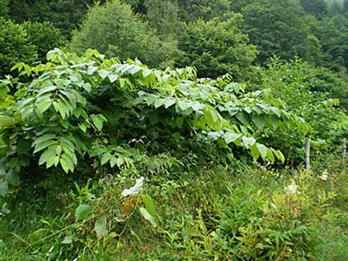 Les plantes invasives